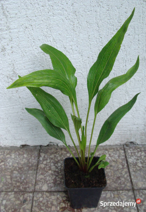 JEŻÓWKA HOT PAPAYA Echinacea sadzonki w Ustronie