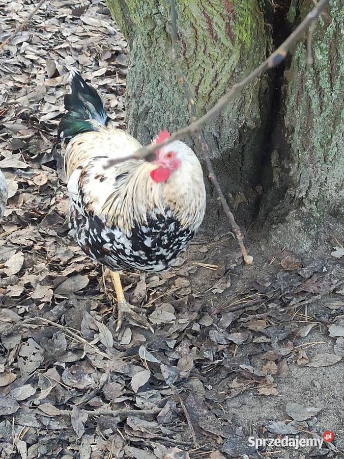 Koguty zargodowe i koguty liliputki Krasnystaw