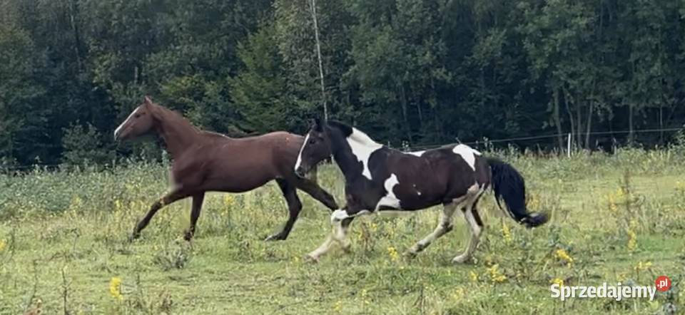 Kuc do skoków Rzeszów