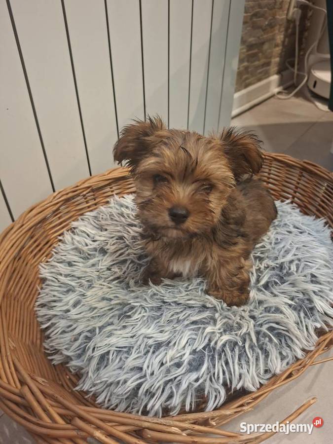 Yorkshire Terrier Chróścin