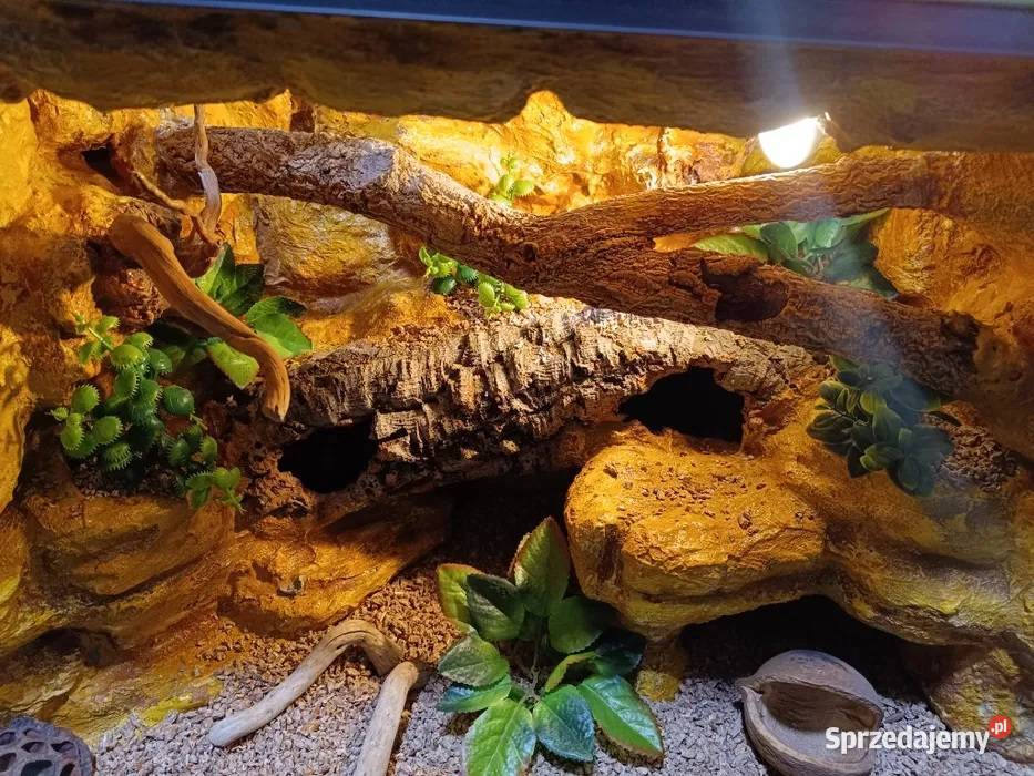 Terrarium gekona 60x40x40 gekon lamparci Ostrów Wielkopolski