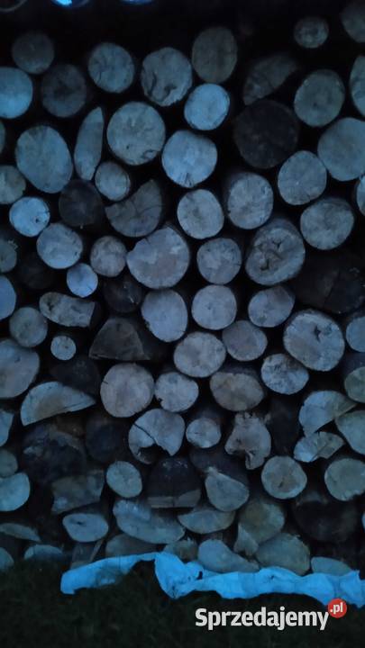 Drzewo bukowe suche Ropa sprzedam