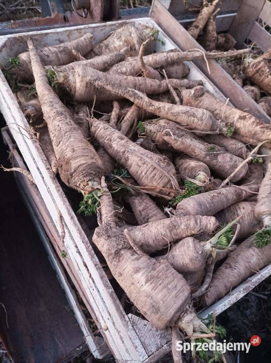 Pietruszka niesortowana Siedliszowice sprzedam