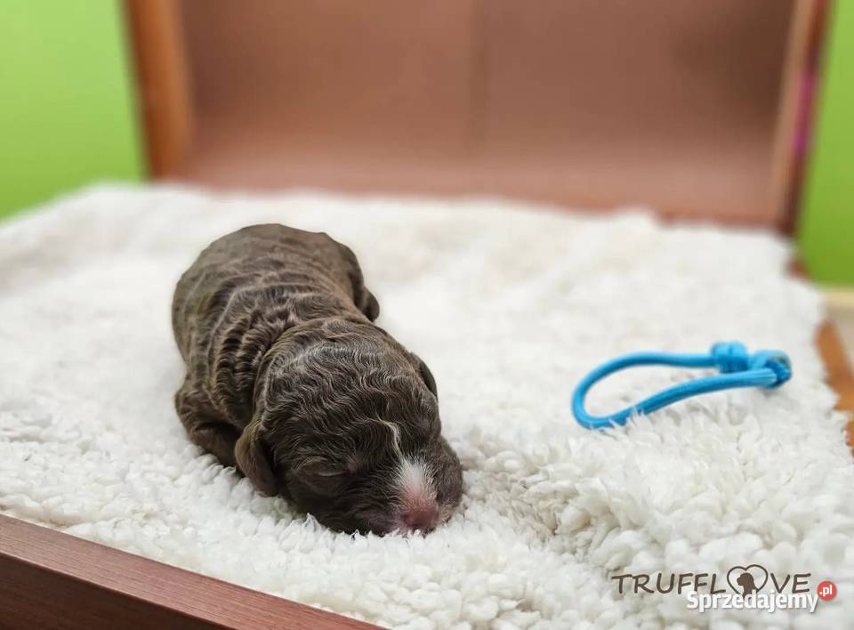 Lagotto Romagnolo ZKwPFCI samiec szczeniak Książenice