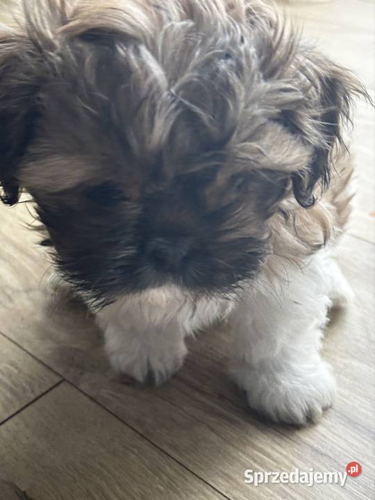 Szczeniaki Shitz tzu Radom