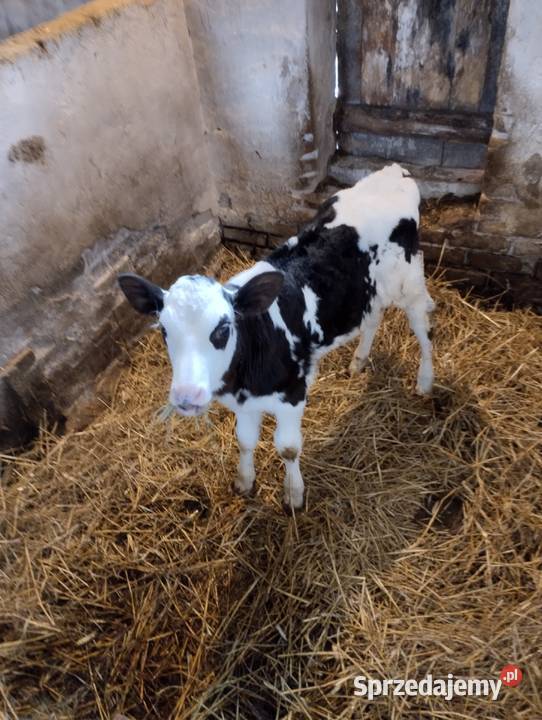 Sprzedam cielaki