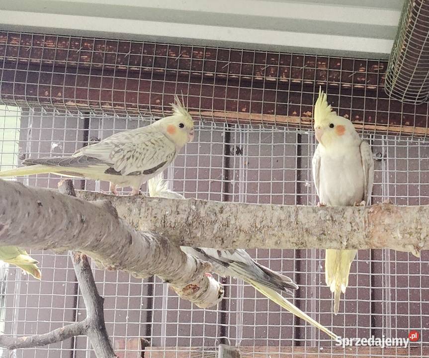 Nimfy perłowe Ptaki