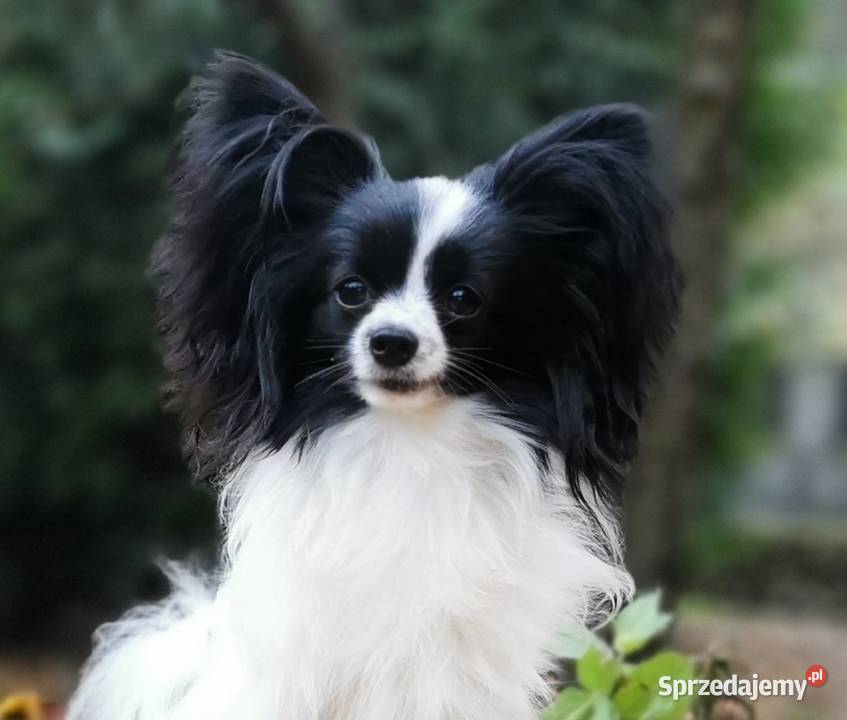 Papillon Spaniel kontynentalny Psy mazowieckie Warszawa