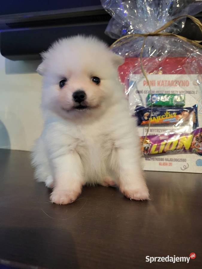 Szpic miniaturowy pomeranian Suchy Las