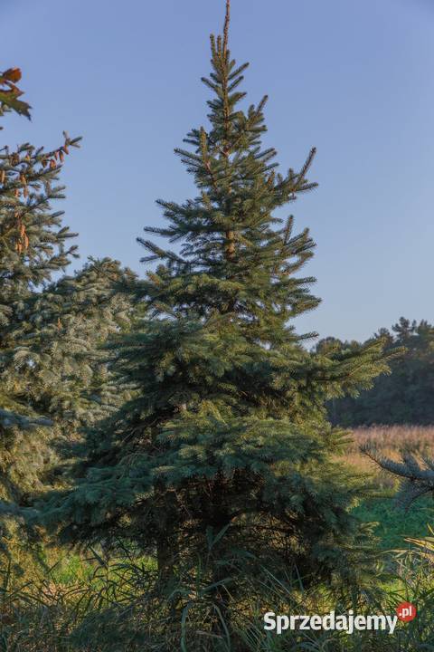 Świerk kłujący Picea pungens 200250 z gruntu