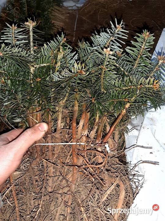 Jodła kaukaska 21 22 Jodła kaukaska jodła na Iglaste Szczecinek