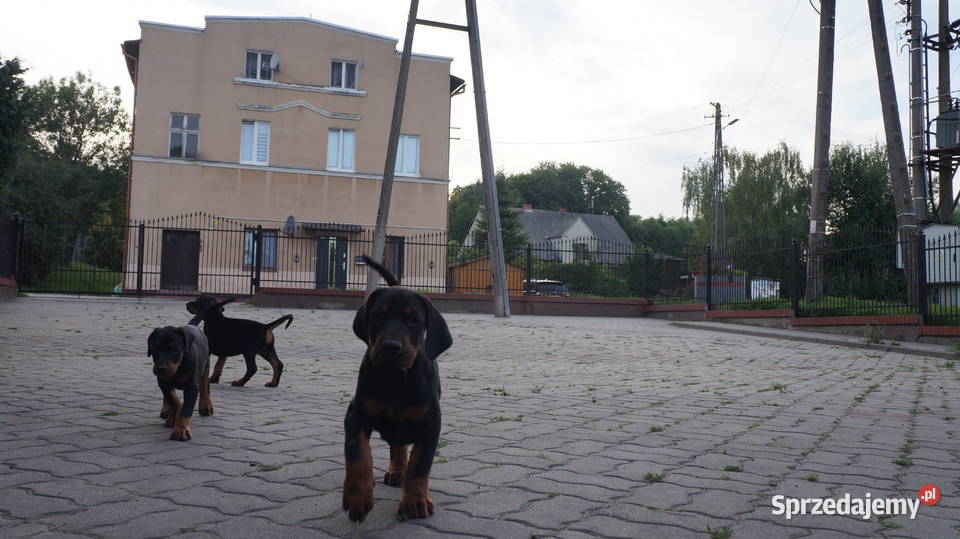 szczeniaki doberman kujawsko-pomorskie Bydgoszcz sprzedam