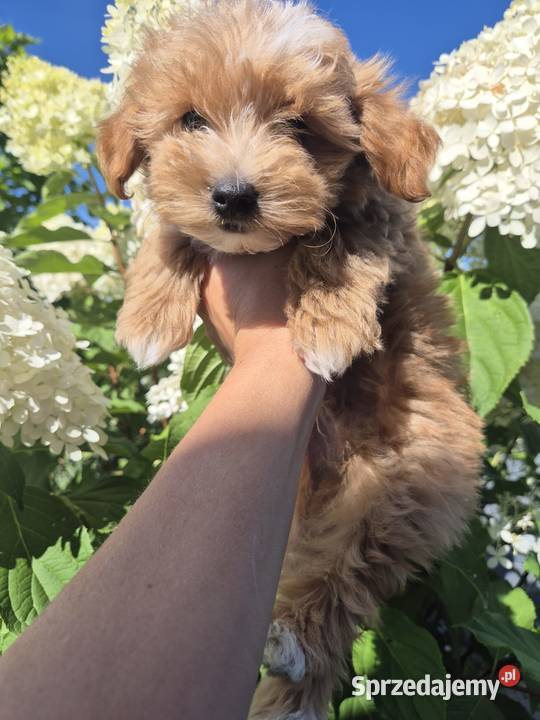 Szczeniak Maltipoo malutki hodowla MINIMIX Pozostałe podkarpackie