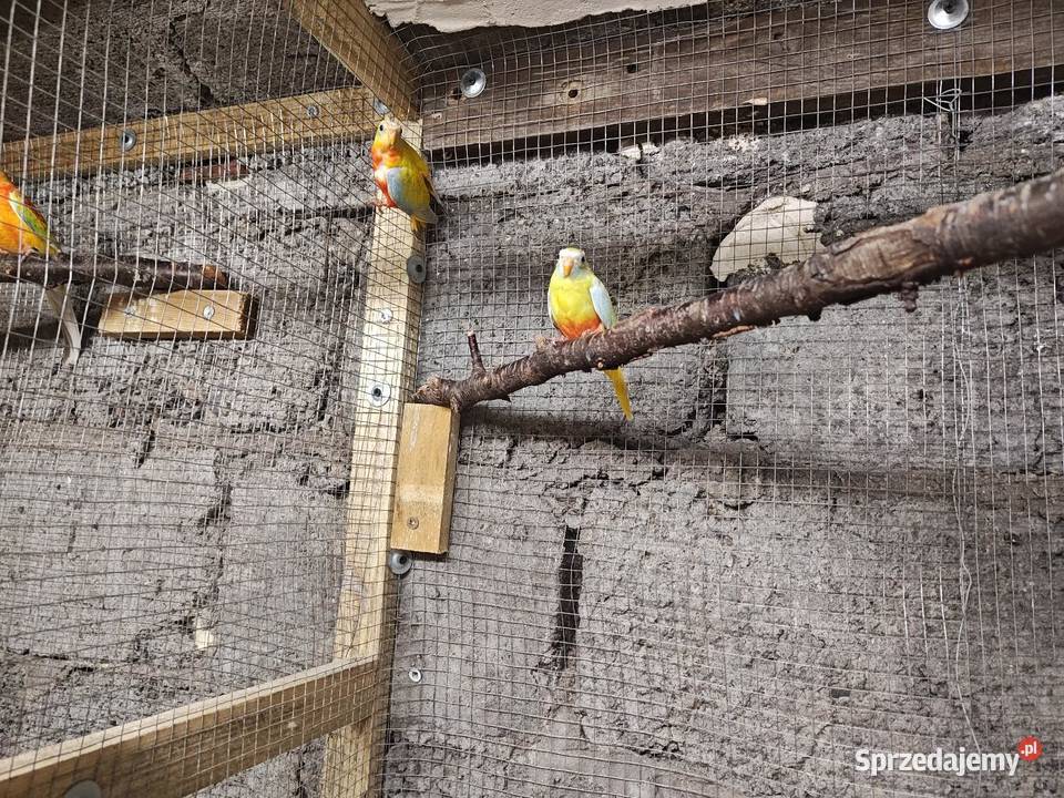 Łąkowki Turkusowe kujawsko-pomorskie Piotrków Kujawski