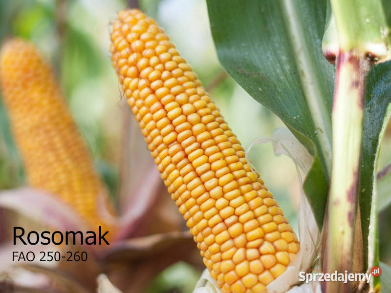 Materiał siewny kukurydza Rosomak FAO 250 Mława