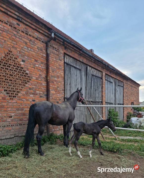 Kary ogier odsadek na sprzedaż wielkopolskie Rokutów sprzedam