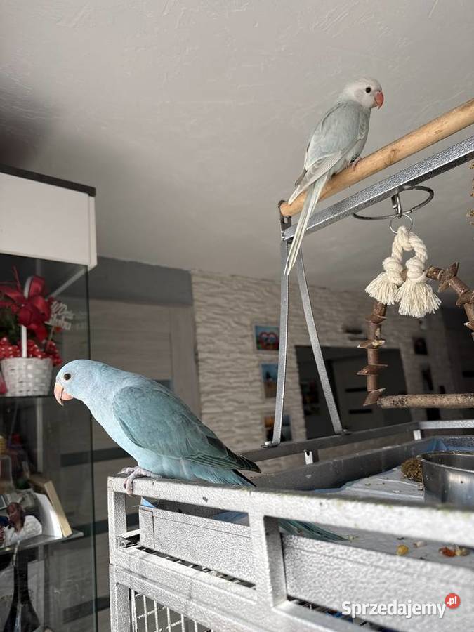 Aleksandretta parka ręcznie karmiona Ptaki