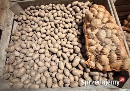Ziemniak Queen Anna i Irga workowany 15 ładny Rośliny okopowe Wodzierady