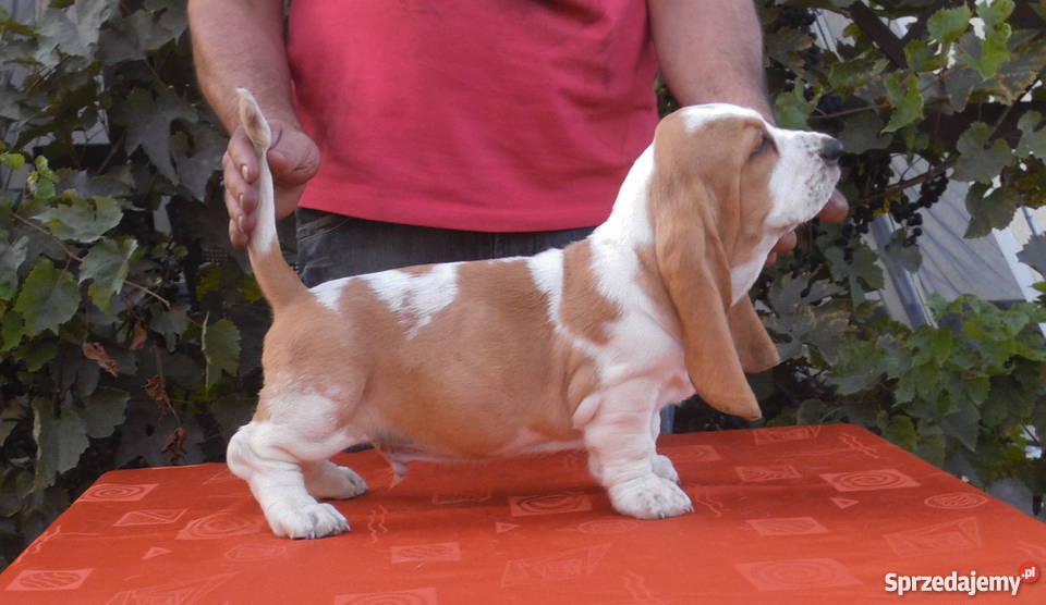 Basset Hound SZCZENIĘTA Z ELITARNYM RODOWODEM kujawsko-pomorskie Radziejów