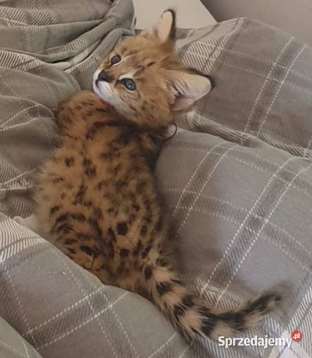 Serval savanna Bystra