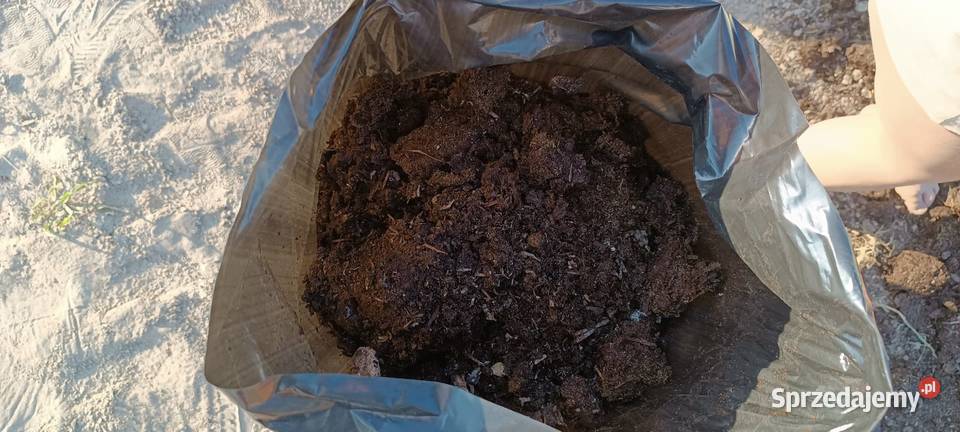 Podłoże popieczarkowe Warka sprzedam