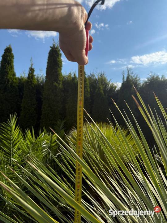 Yucca Rostrata Jukka Mrozoodporna do ogrodu i na