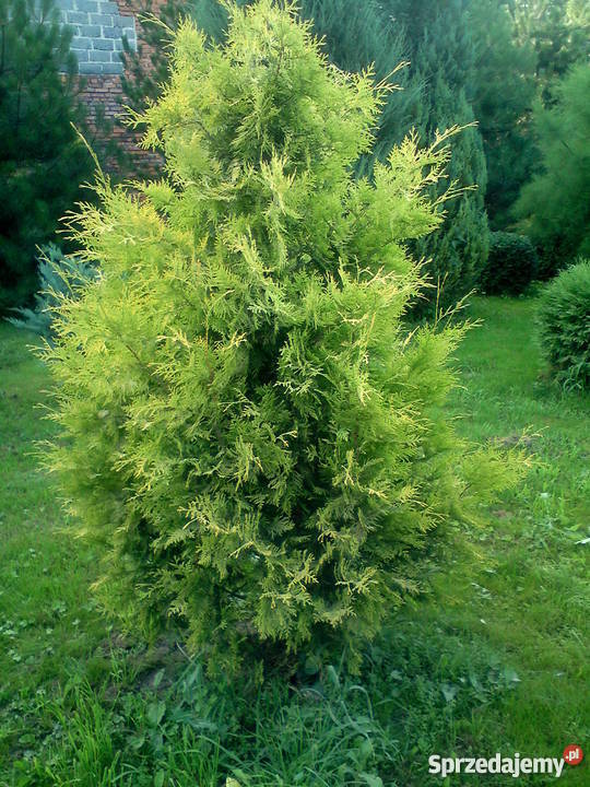 Tuja Europe Gold złotożółta tuja Kraków Rośliny Proszowice