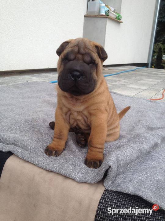 Shar Pei z Rodowodem ZKwP FCI opolskie sprzedam