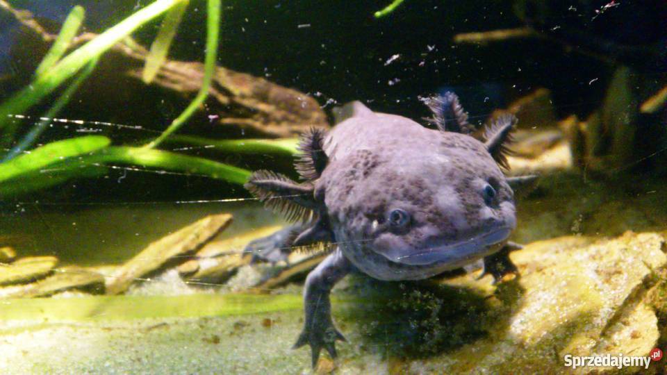 Aksolotl meksykański śląskie Katowice sprzedam