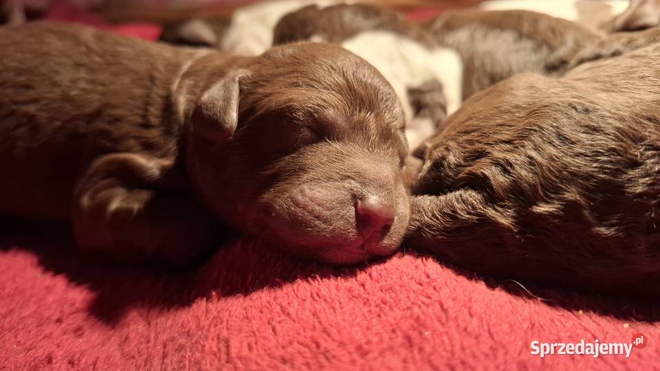 Lagotto romagnolo suczki i piesek metryka zkwp mazowieckie Sierpc sprzedam