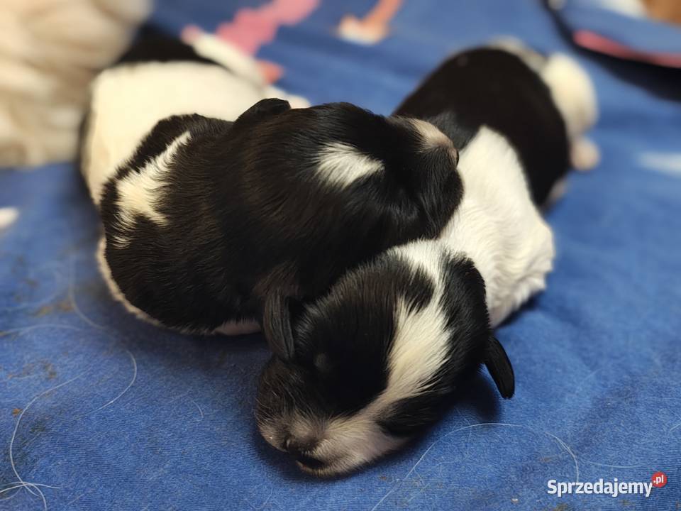 Szczeniaki Polski Owczarek Nizinny Rodowód FCI Chotomów