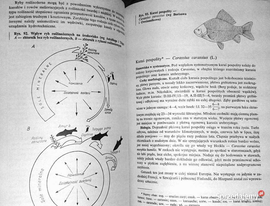 Rybactwo stawowe Roman Prawocheński