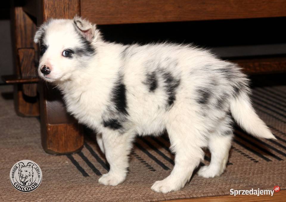 Border Collie coli szczeniak Blue Merle badania
