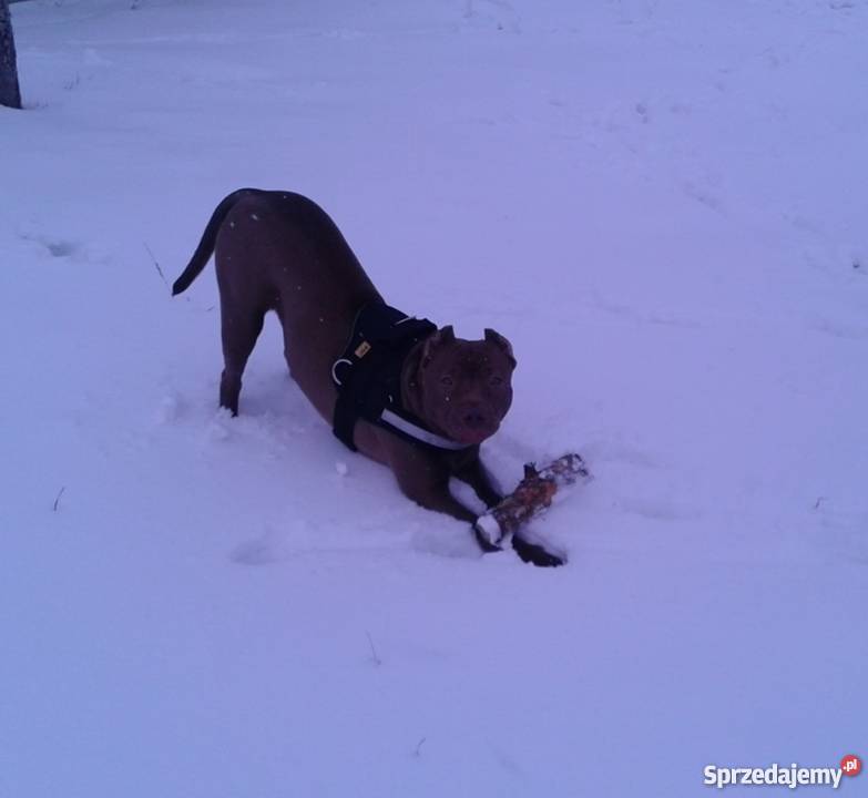 Suczka PitBull Red Nose kujawsko-pomorskie Lipno