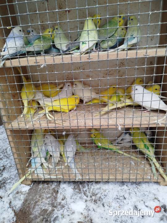 Nimfy faliste sprzedamzamienię Ptaki Bukowiec sprzedam