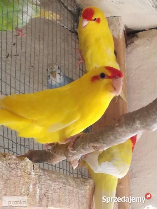 papugi kozie śląskie