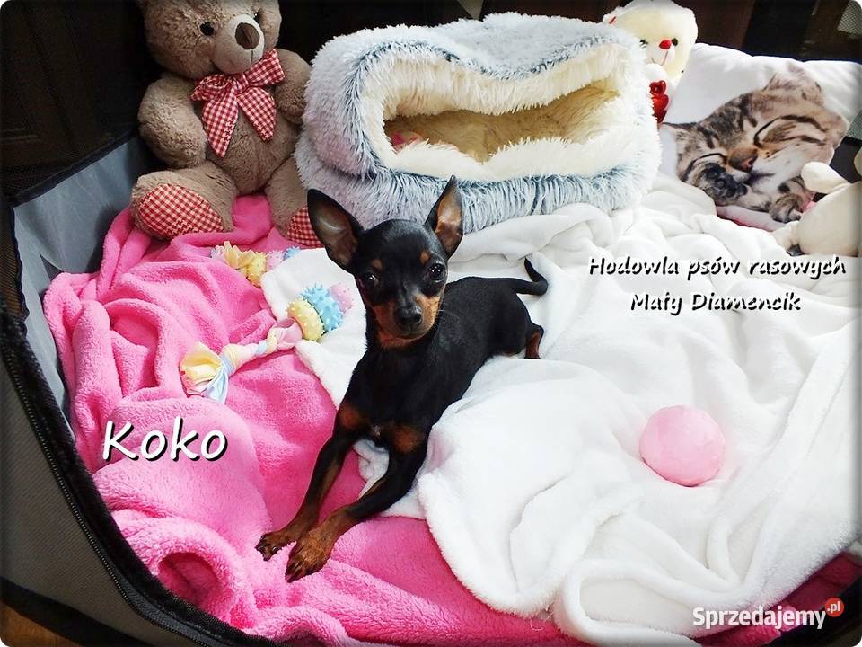 Malutka Sunia KOKO Pinczer miniaturowy Ratlerek Pozostałe Żary