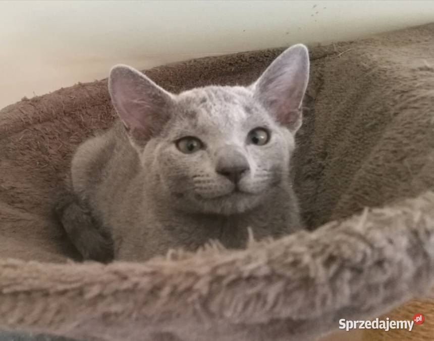 Cudowny ROSYJSKI NIEBIESKI łódzkie Konstantynów Łódzki