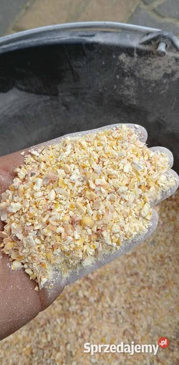 Kukurydza sucha cała grubo mielona pszenica łódzkie