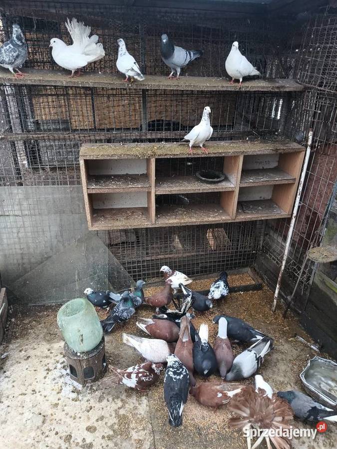 Gołębie sprzedam Ćmielów