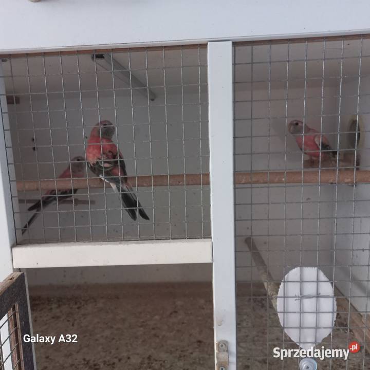 Lilianki różowe 2025 Garwolin