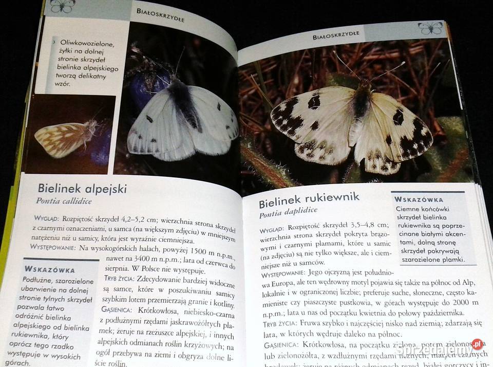 Motyle Atlas łatwe rozpoznawanie red Robert Rok wydania 2009 Chełm