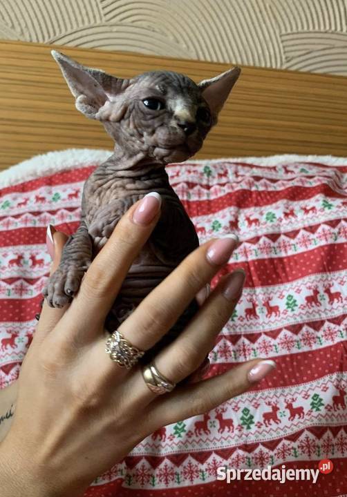 Bambino Warszawa sprzedam