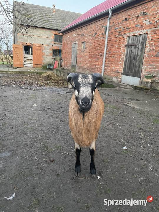 Owce Kamerunskie Dobra Nadzieja