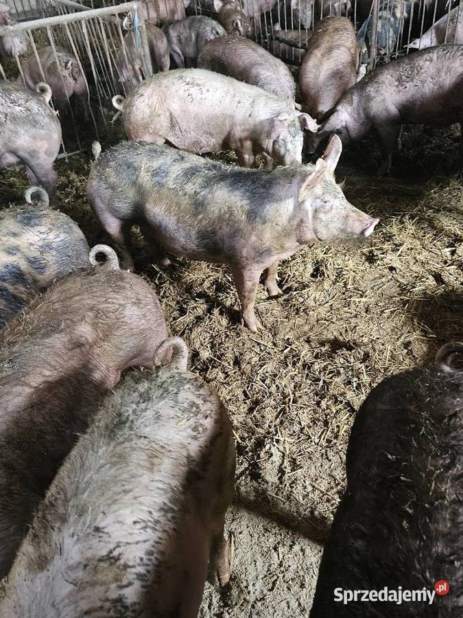 Tuczniki z własnego chowu Rolnika Legionowo
