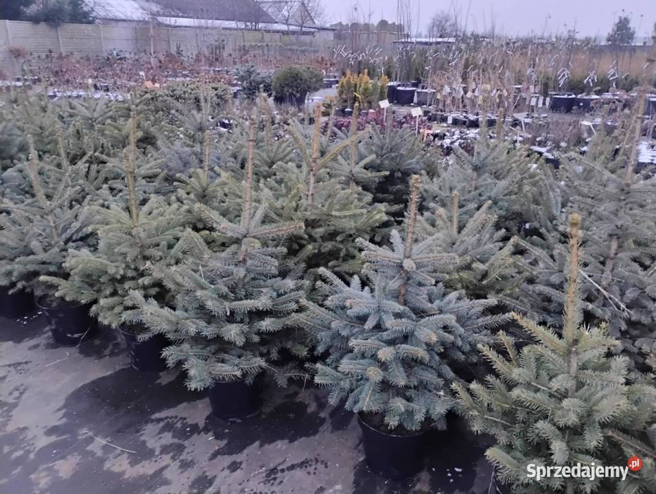 Świerk kłujący choinka choinki mazowieckie Chrzanowo-Bronisze