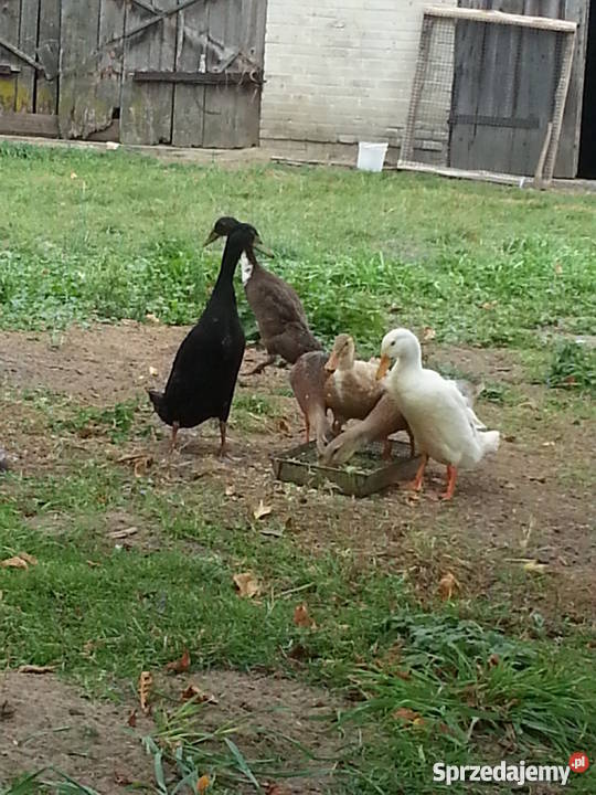 Kaczki Biegusy Młode Różne Kolory lubelskie Ryki