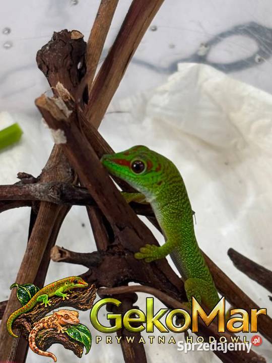 Felsuma madagaskarska Phelsuma grandis opolskie Obrowiec