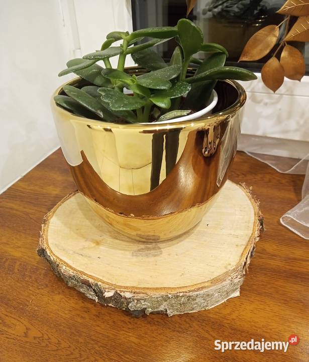 Plastry krążki Podstawki Polerowane pod doniczki Pozostałe łódzkie Zduńska Wola