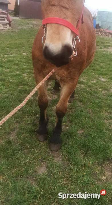 Źrebica zimnokrwista Wawrzeńczyce